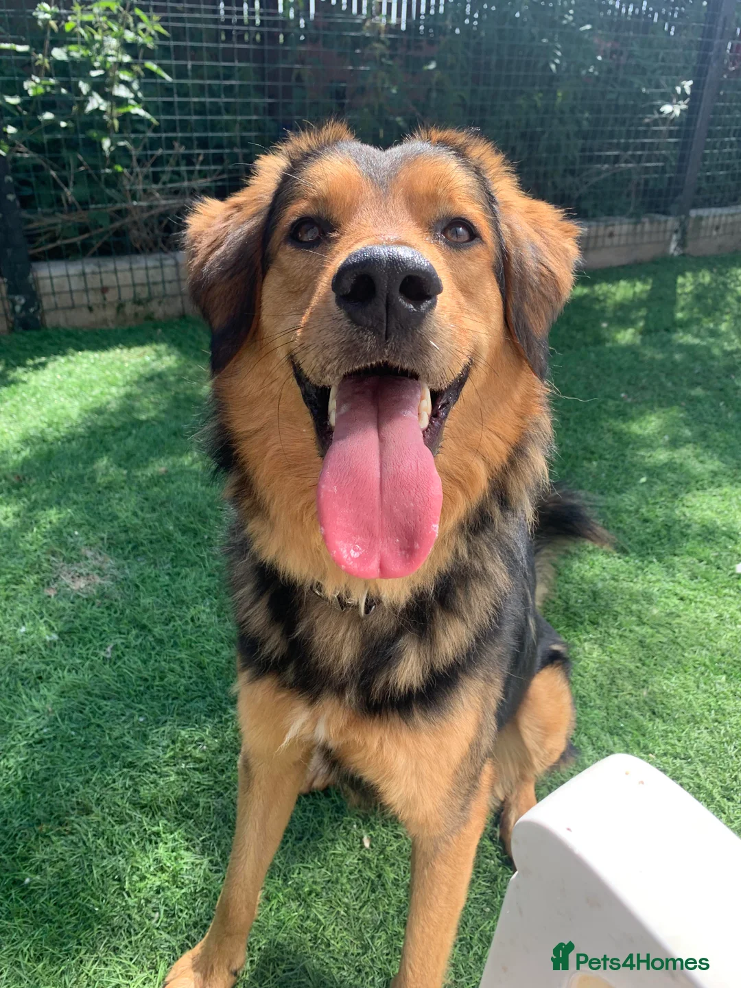 Mixed Breed dogs for adoption: Meet Derry, currently residing in Cheshire  in Nantwich - Advert 4