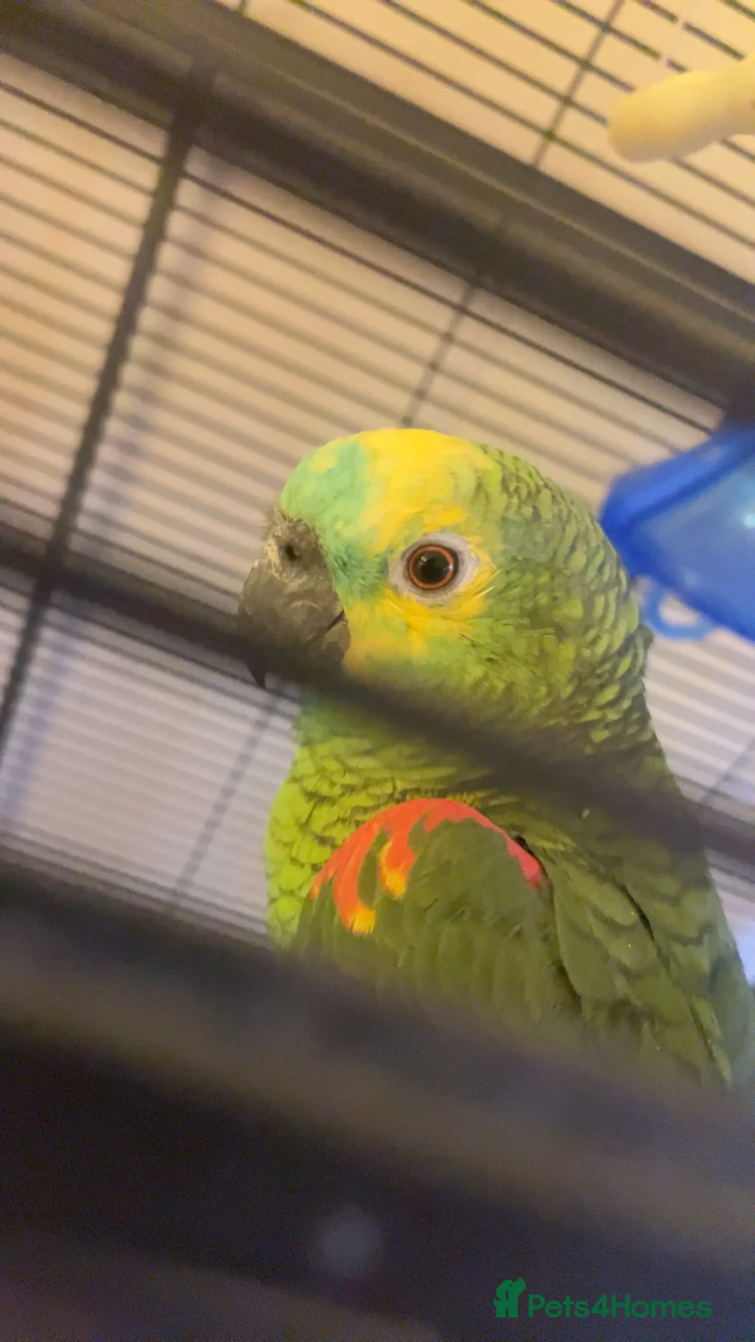 Parrots birds for sale: Amazon Parrot For sale  - Advert 2