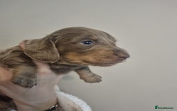 Miniature Dachshund dogs for sale:   Long haired  dachshunds puppies  top quality  - Image 4
