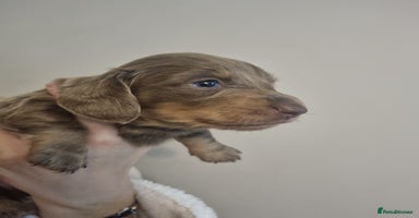 Miniature Dachshund dogs - Advert 15