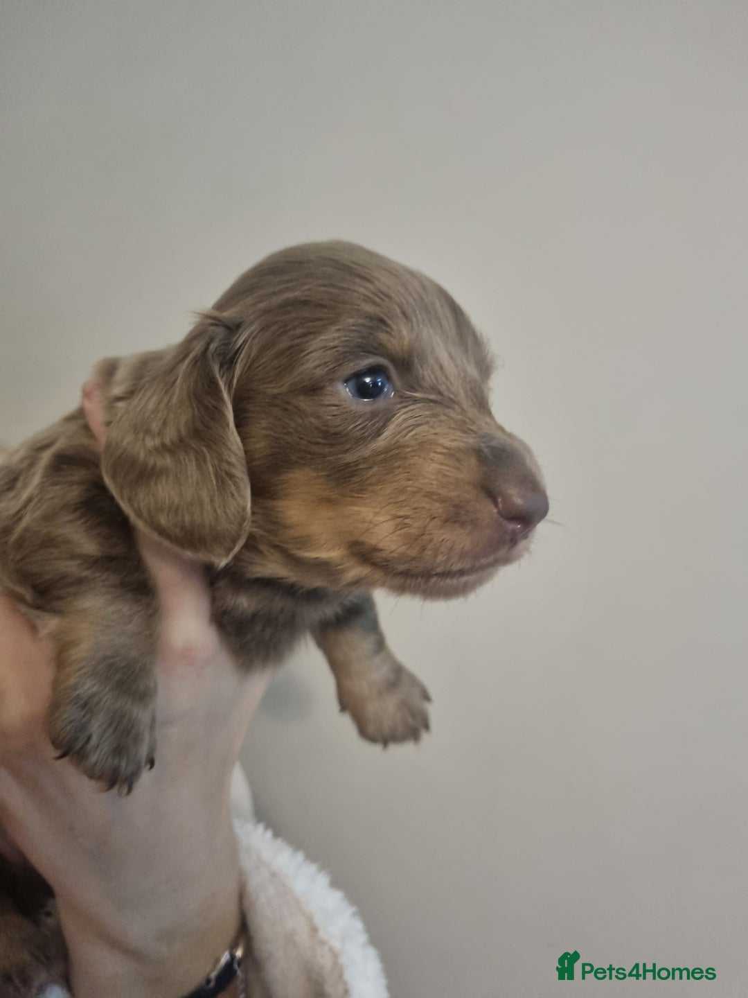 Miniature Dachshund dogs for sale:   Long haired  dachshunds puppies  top quality  - Image 4