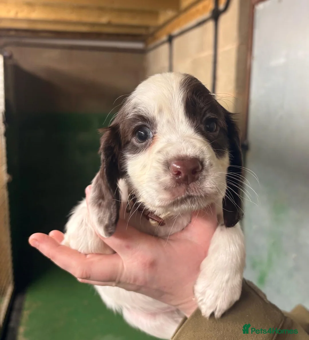 Cocker Spaniel dogs for sale: 🐾 Adorable Cocker Spaniel Puppies For Sale! 🐾 - Advert 4