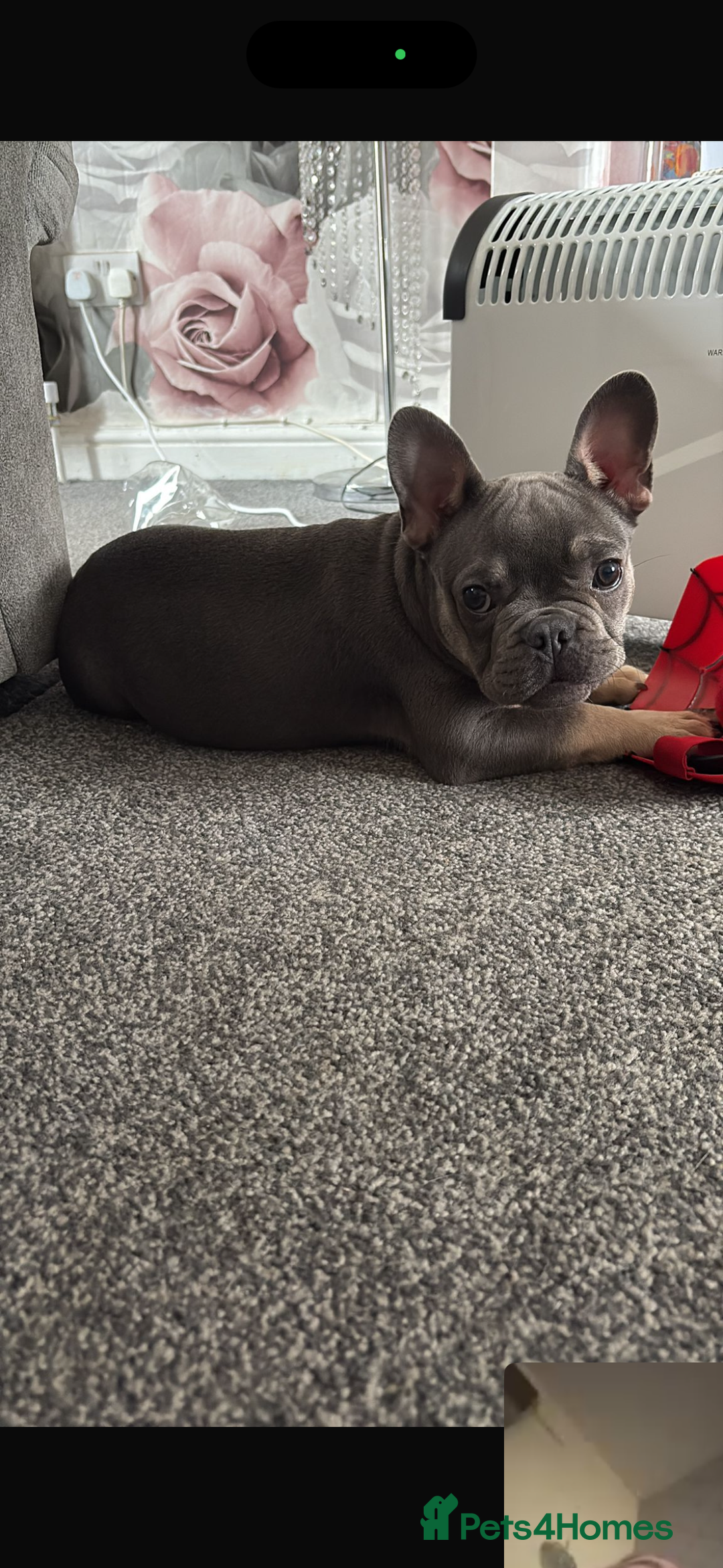 French Bulldog dogs for sale: Male French bulldog - Advert 2