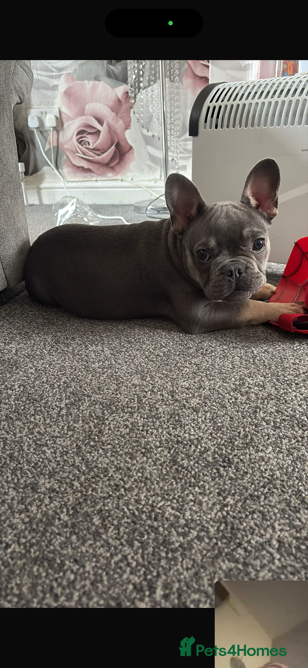 French Bulldog dogs for sale: Male French bulldog - Advert 2
