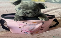 French Bulldog dogs for sale: Beautiful French bulldog puppies  - Image 15