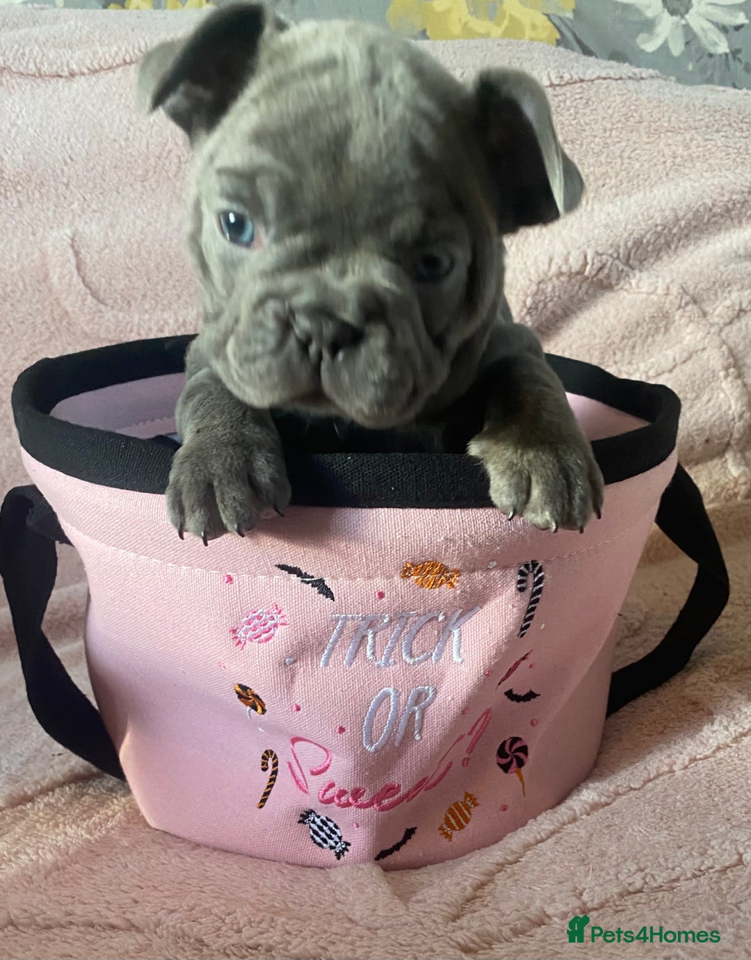 French Bulldog dogs for sale: Beautiful French bulldog puppies  - Image 15