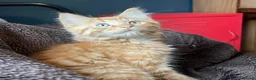 Domestic Shorthair cats for adoption: Kittens (general application to adopt kittens)  - Advert 2