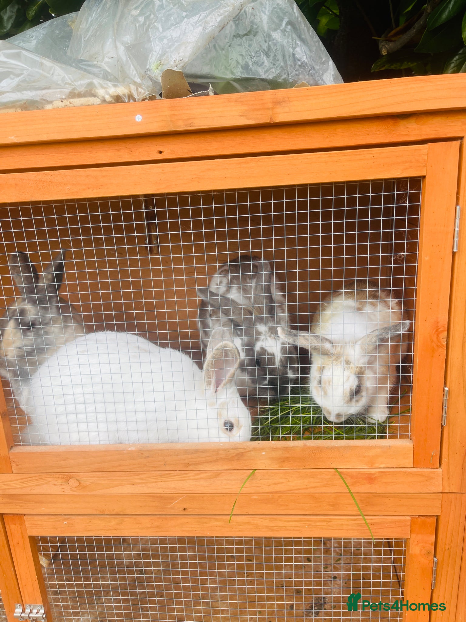 Mixed Breed rabbits for sale: Mr & miss  in Folkestone - Advert 3