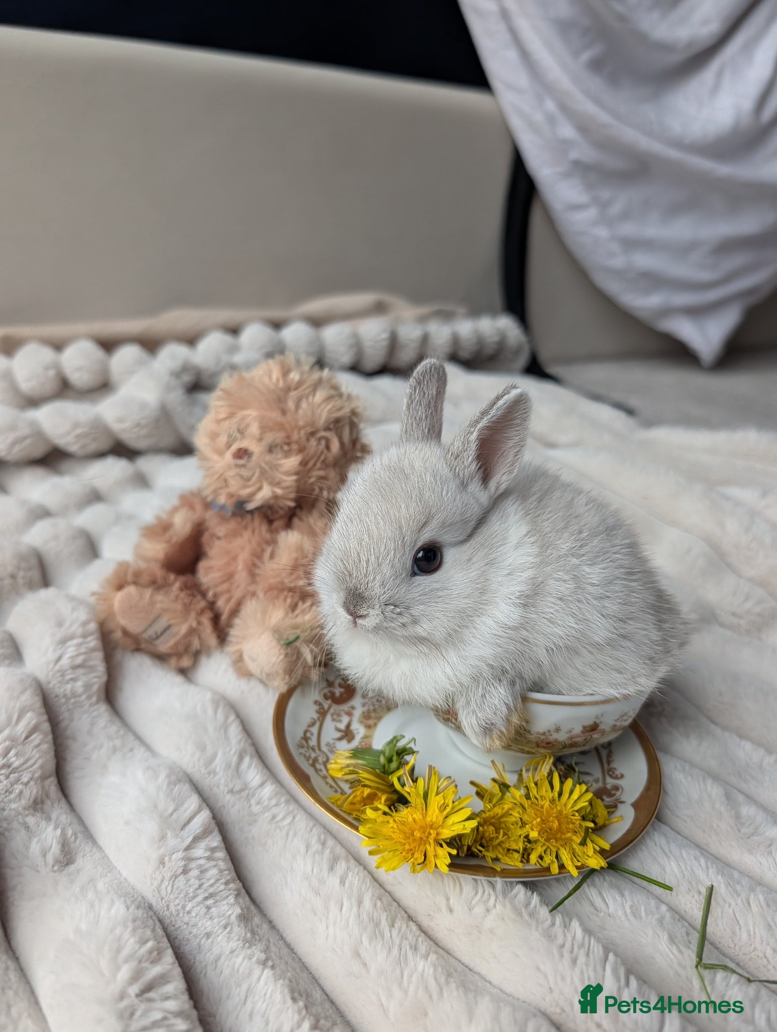 Netherland Dwarf rabbits 5 Netherland Dwarf Bunnies - Advert 1