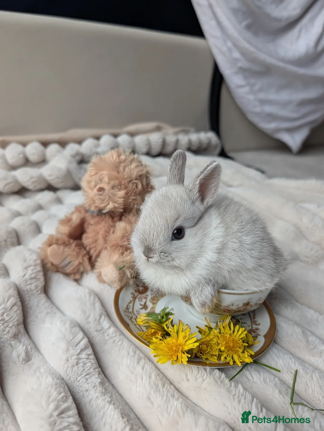 Netherland Dwarf rabbits for sale: 5 Netherland Dwarf Bunnies in Southall - Advert 1