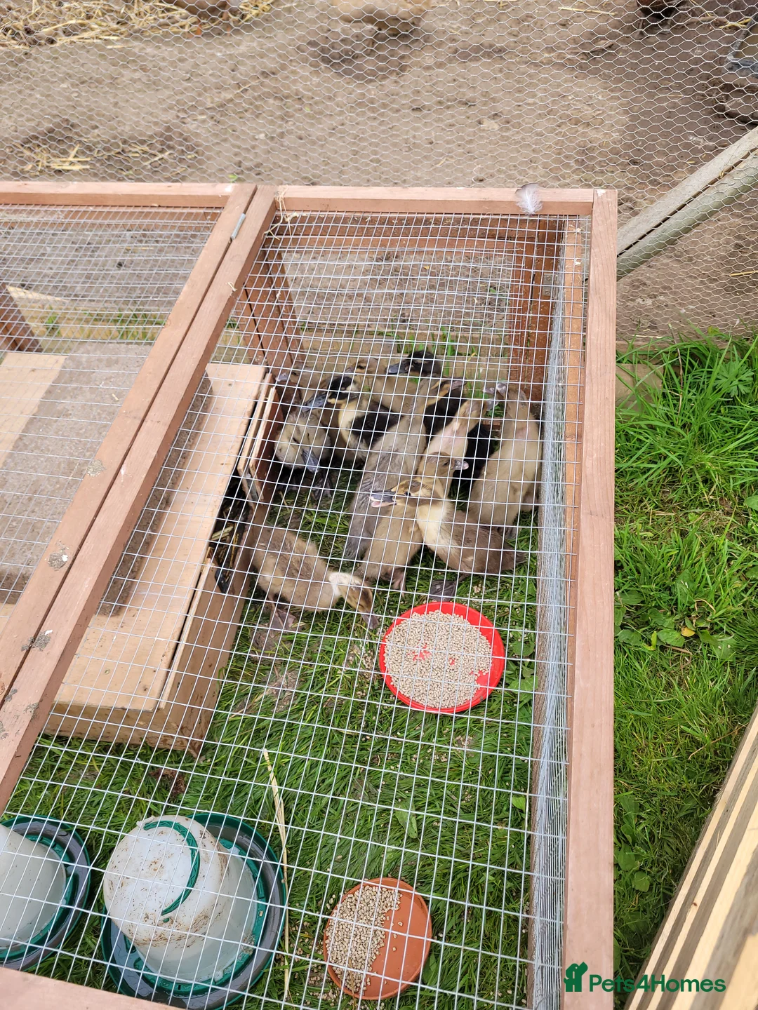 Ducks poultry for sale: Khaki Campbell ducklings  - Advert 1