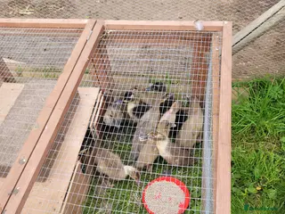 Ducks poultry Khaki Campbell ducklings - Advert 1