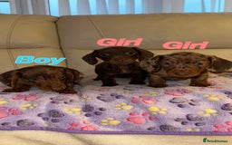 Dachshund dogs for sale: Dachshund puppies  - Image 1