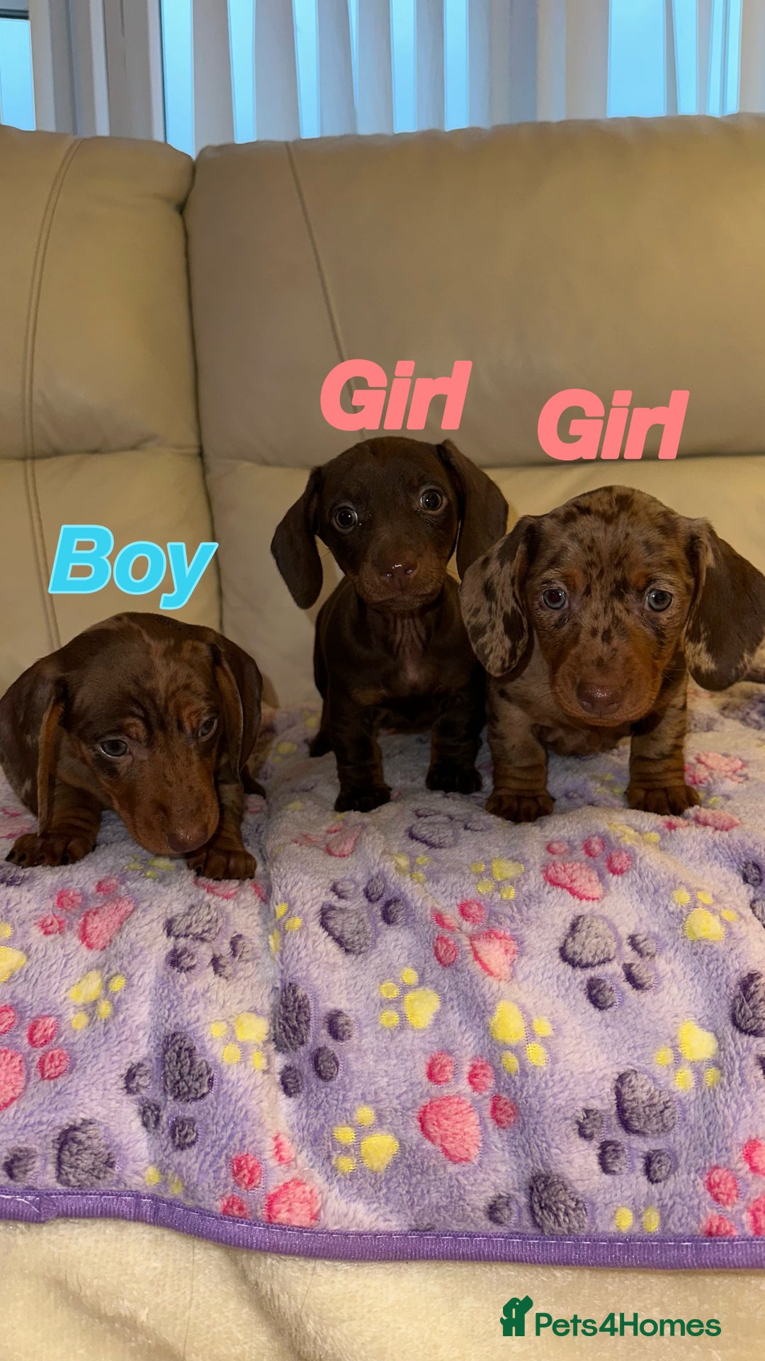 Dachshund dogs for sale: Dachshund puppies  - Image 1