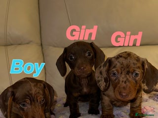 Dachshund dogs for sale - Advert 1