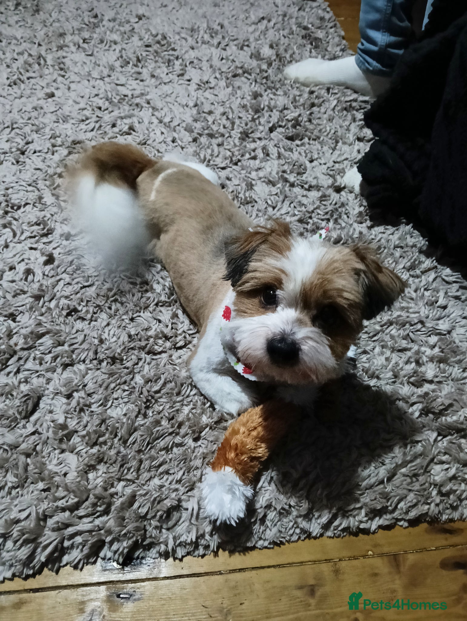 Mixed Breed dogs Arlo..5yrs old  - Advert 1