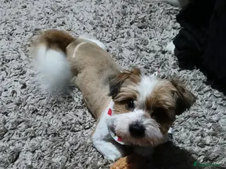 Mixed Breed dogs Arlo..5yrs old - Advert 1