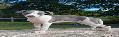 Whippet 5