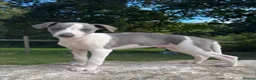 Whippet dogs for sale: 🥰LAST TWO WHIPPET BOYS REMAINING🥰 - Advert 18