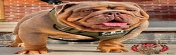 English Bulldog dogs for stud: English Bulldog Stud – Exceptional Temperament - Advert 26
