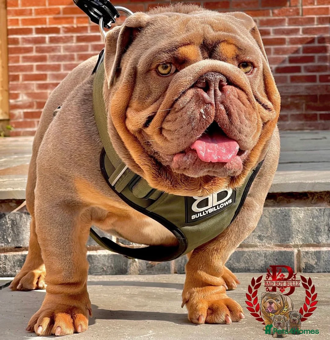English Bulldog dogs for stud: English Bulldog Stud – Exceptional Temperament - Advert 26