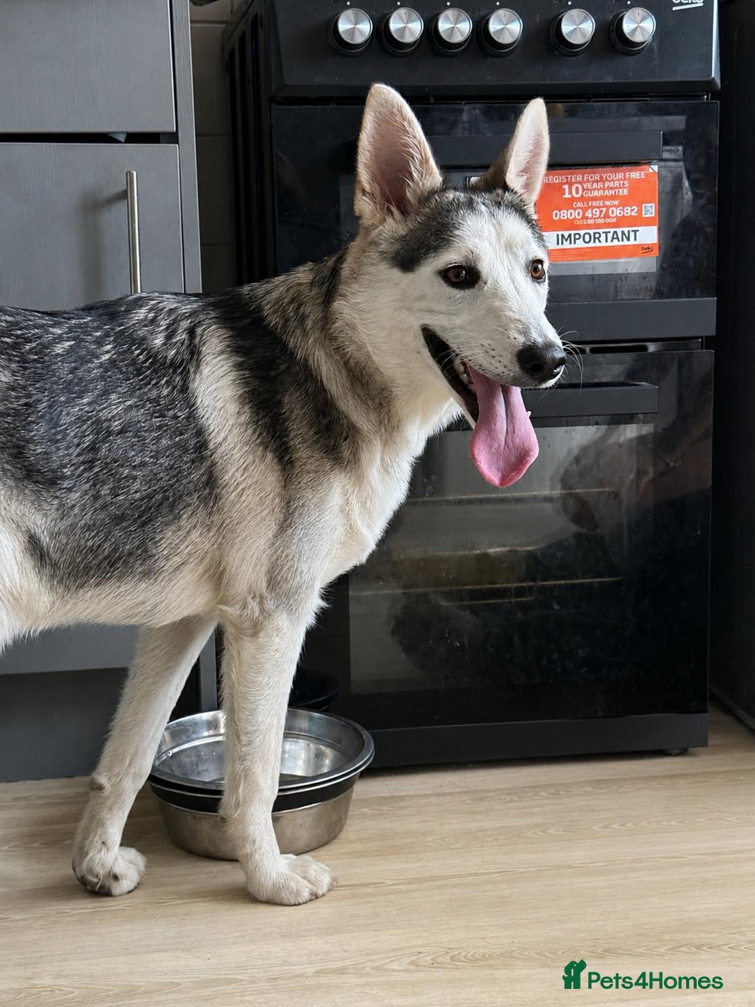 Shepsky dogs 8month old German Shepherd cross Huskie - Advert 2