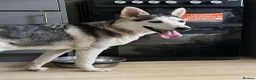 Shepsky dogs for sale: 8month old German Shepherd cross Huskie in Southampton - Advert 1