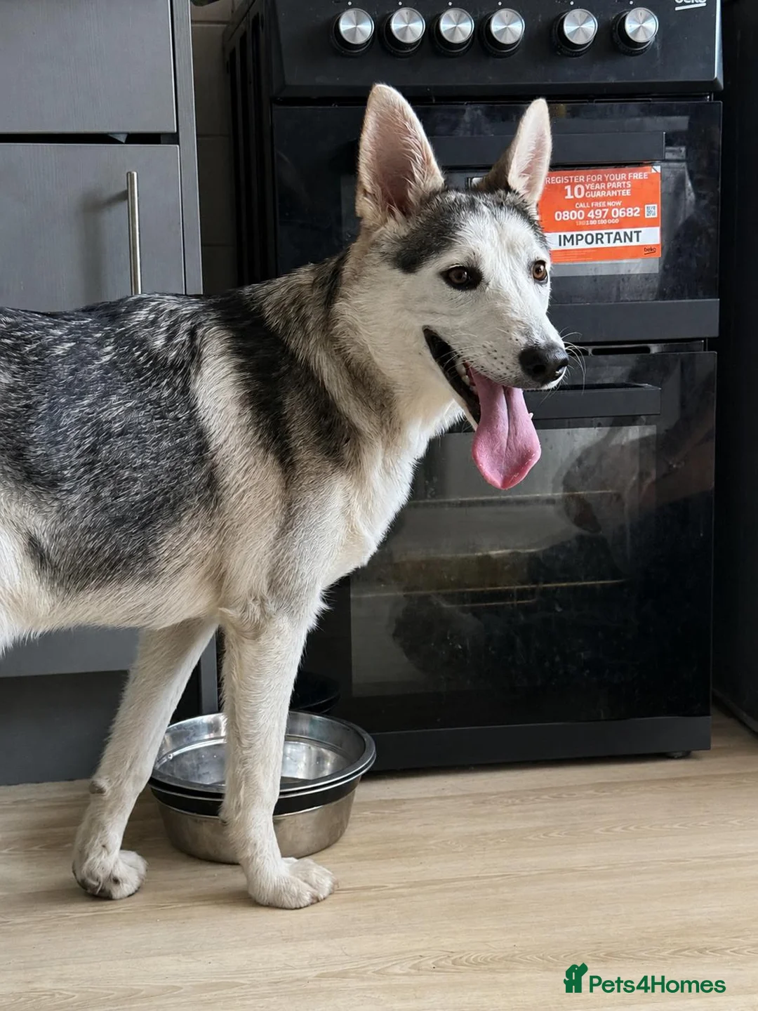 Shepsky dogs for sale: 8month old German Shepherd cross Huskie in Southampton - Advert 1