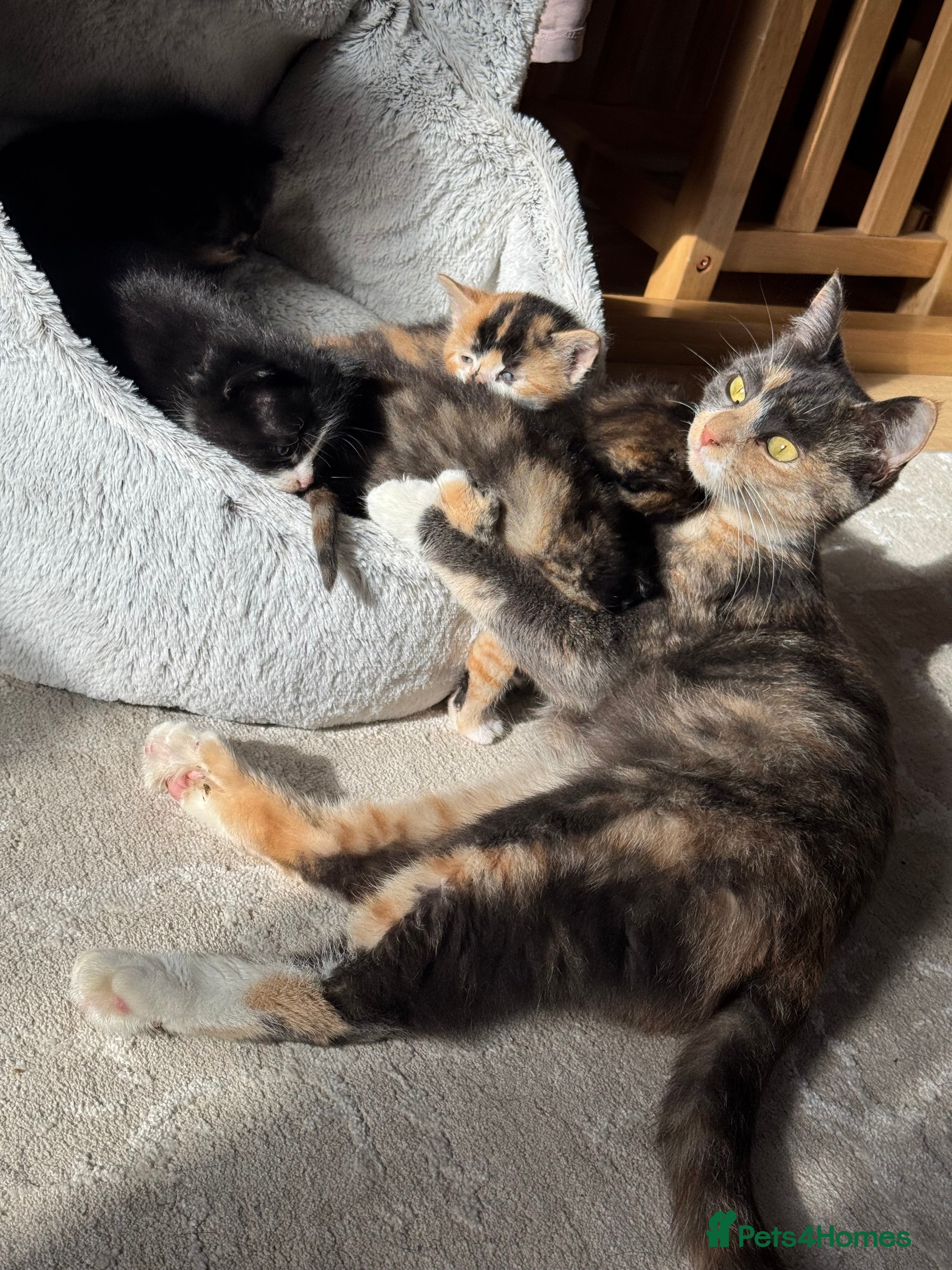 British Shorthair cats Adorable 11 week old female calico  - Advert 6