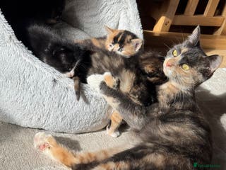 British Shorthair cats Adorable 11 week old female calico - Advert 6