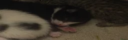 Mixed Breed cats for sale: kittens available - Advert 3
