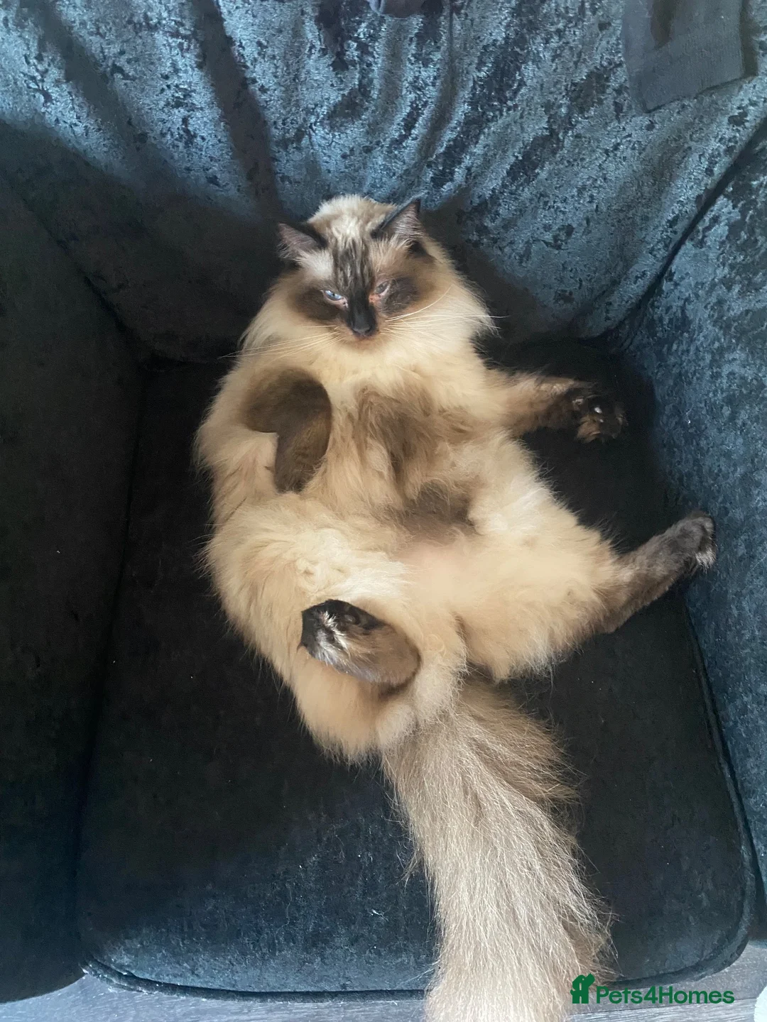 Ragdoll cats for sale: Rocket  in Ilford - Advert 5
