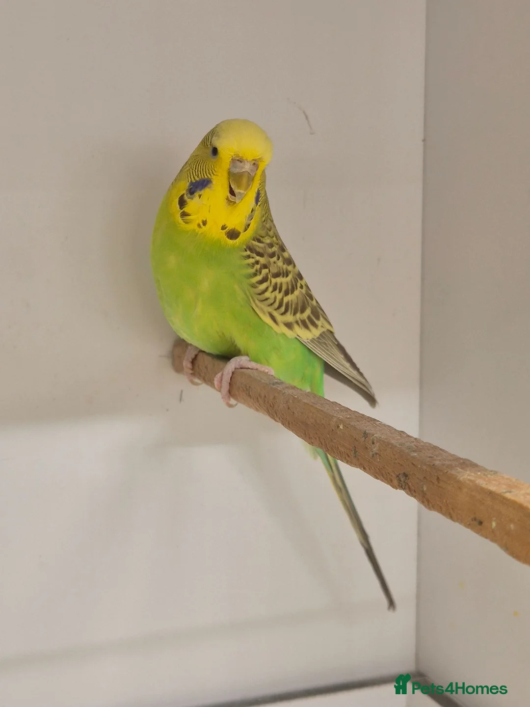 Budgerigars birds for sale: Hens variety colors - Advert 1