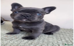 French Bulldog dogs for sale: Gorgeous litter of 4 blue French bulldogs - Advert 6