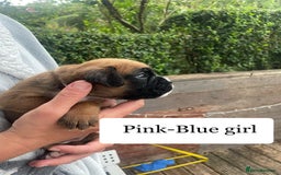 Boxer dogs for sale: Bunch of Boxer Babies - Image 24