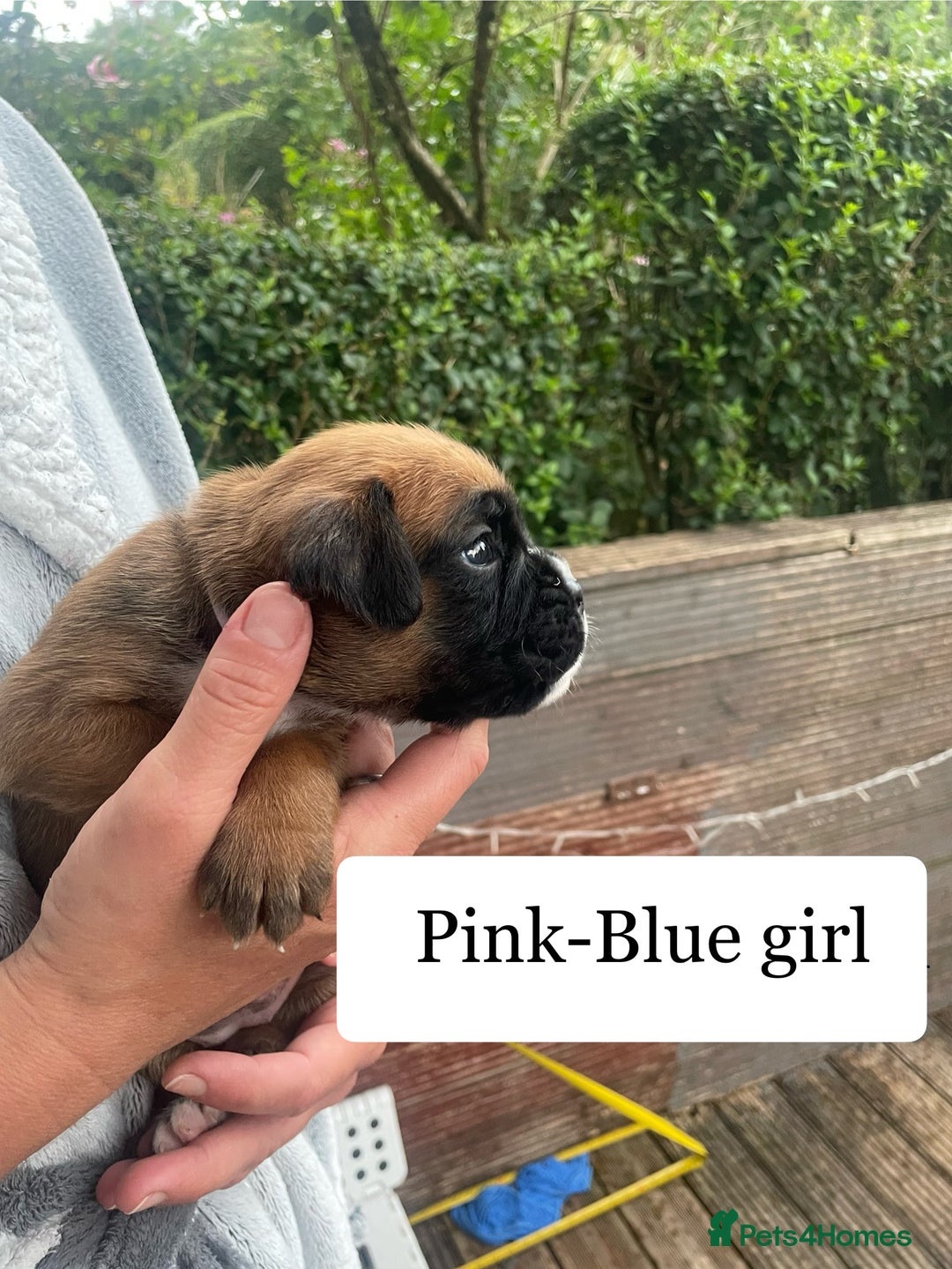 Boxer dogs for sale: Bunch of Boxer Babies - Image 24
