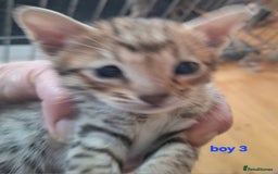 Savannah cats for sale: Savannah SBTF6 cubs with Serval traits stunning - Advert 15