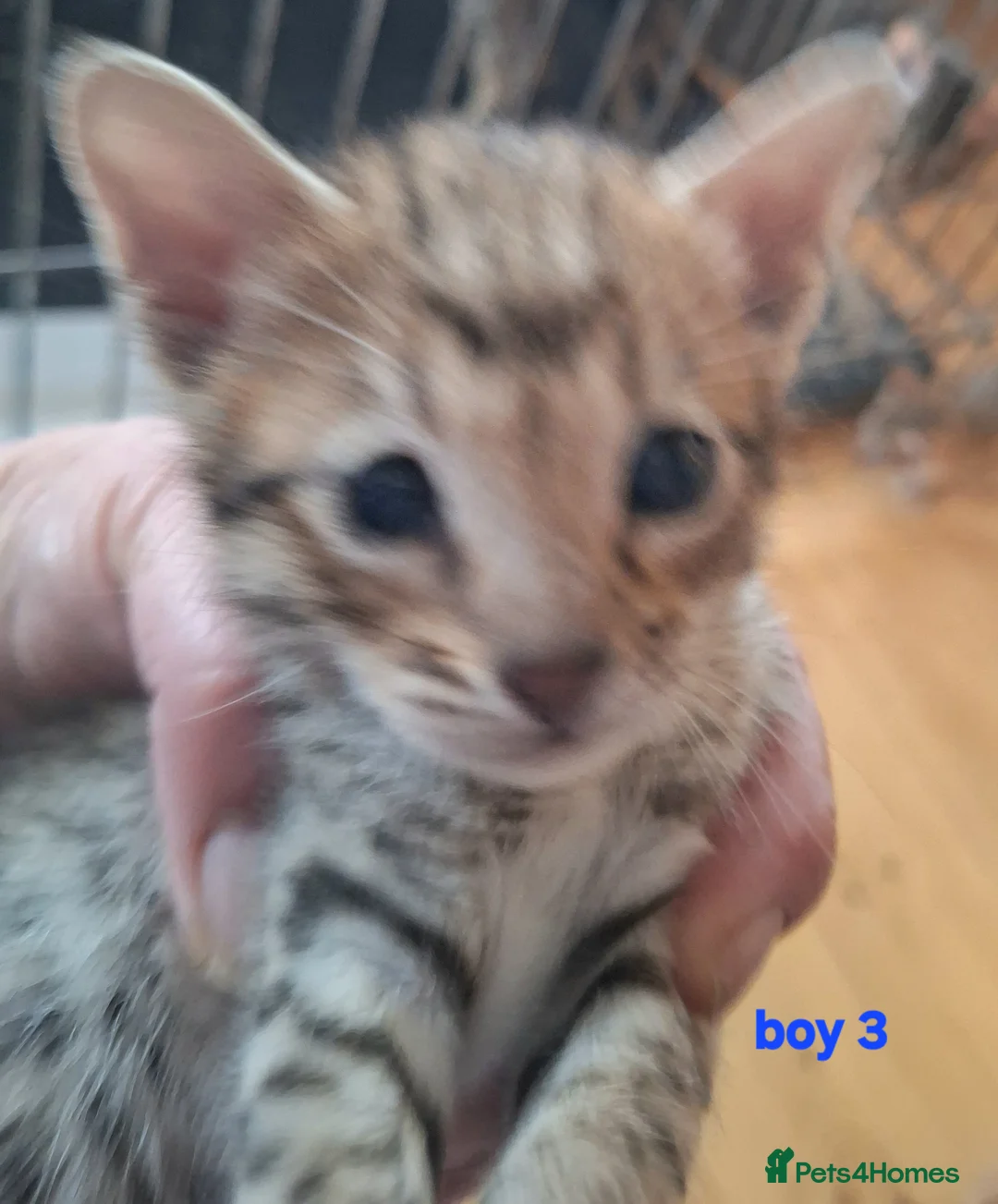 Savannah cats for sale: REDUCED! Savannah SBTF6 cubs with Serval traits - Advert 19