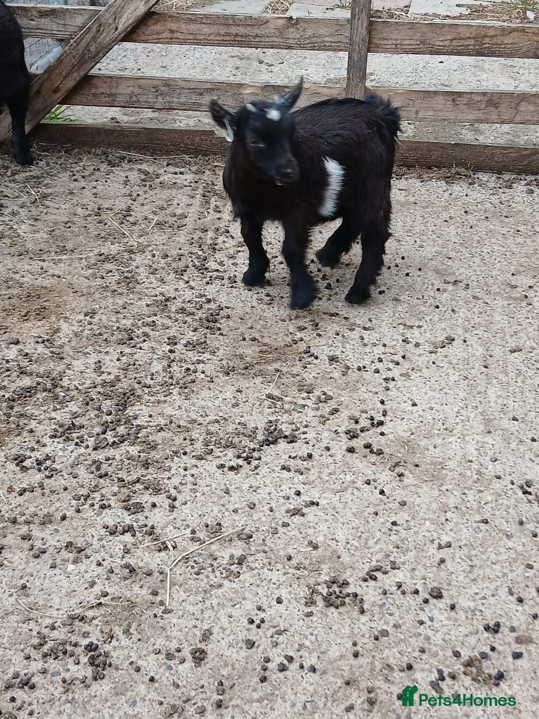 Goats livestock for sale: Pygmy Goat Wether kids for sale  - Image 11