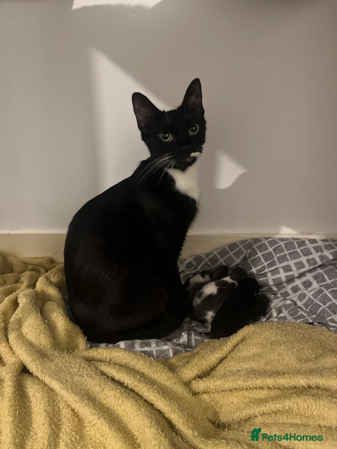 Mixed Breed cats for sale: Kittens with large personalities  in London - Advert 2