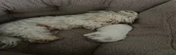 Maltese dogs for sale: Maltese KC reg Korean lines  - Advert 6