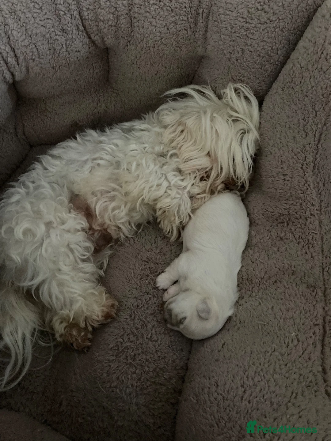 Maltese dogs for sale: Maltese KC reg Korean lines  - Advert 6