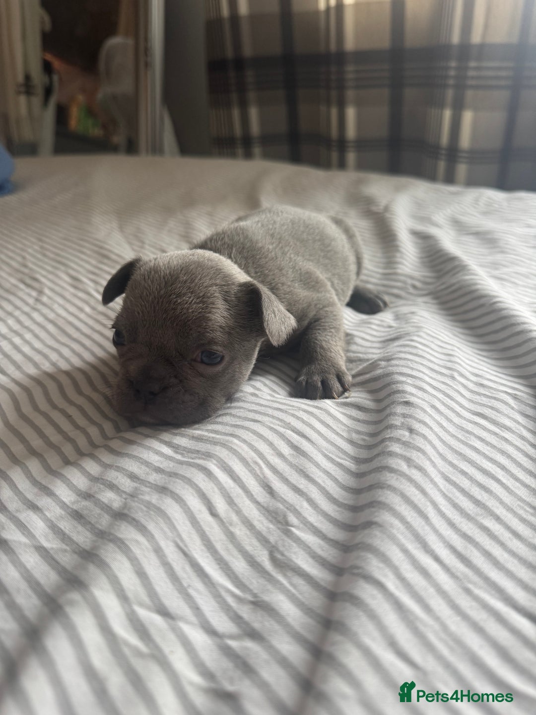 French Bulldog dogs for sale: 2 KC Reg’d French Bulldog Pups For Sale Left - Image 14