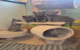 Ragdoll cats for sale: Ragdoll cross  - Image 3
