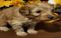 Cockapoo dogs for sale: Golden and Apricot Red F1b Cockerpoos for sale! - Image 14