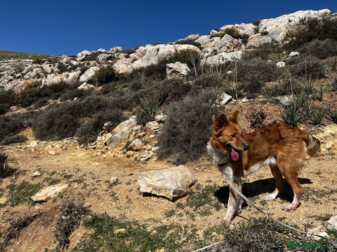 Canaan Dog dogs for sale: URGENT HOME NEEDED - Advert 11