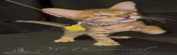 Savannah cats for sale: Exceptional Quality Tica Regist. Savannah kittens - Advert 16