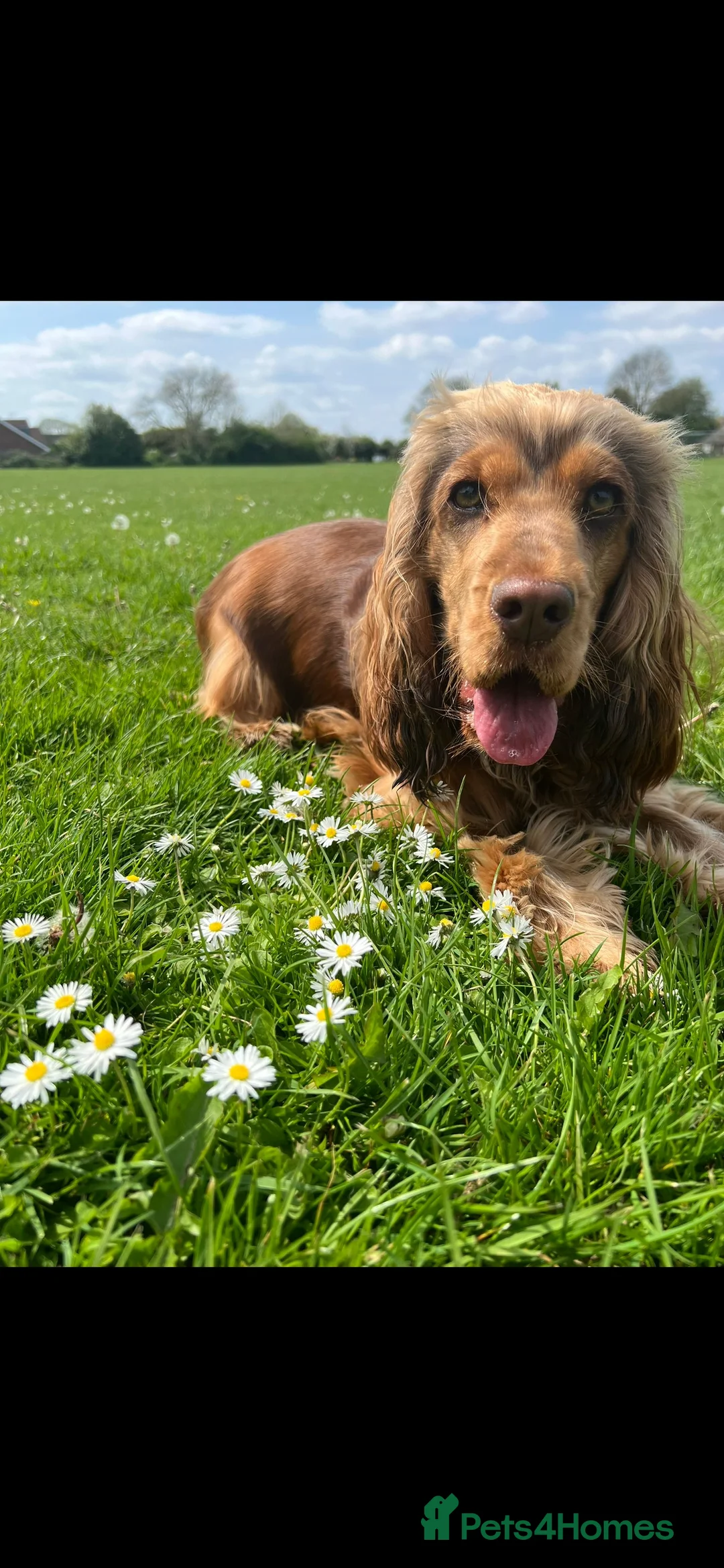 Cocker Spaniel dogs for stud: Extensively Health Tested Show Cocker Spaniel  in Leicester - Advert 9