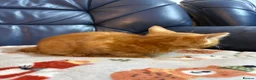 Domestic Shorthair cats for sale: 💙🐈 Two beautiful ginger boys 🐈💙  - Advert 5