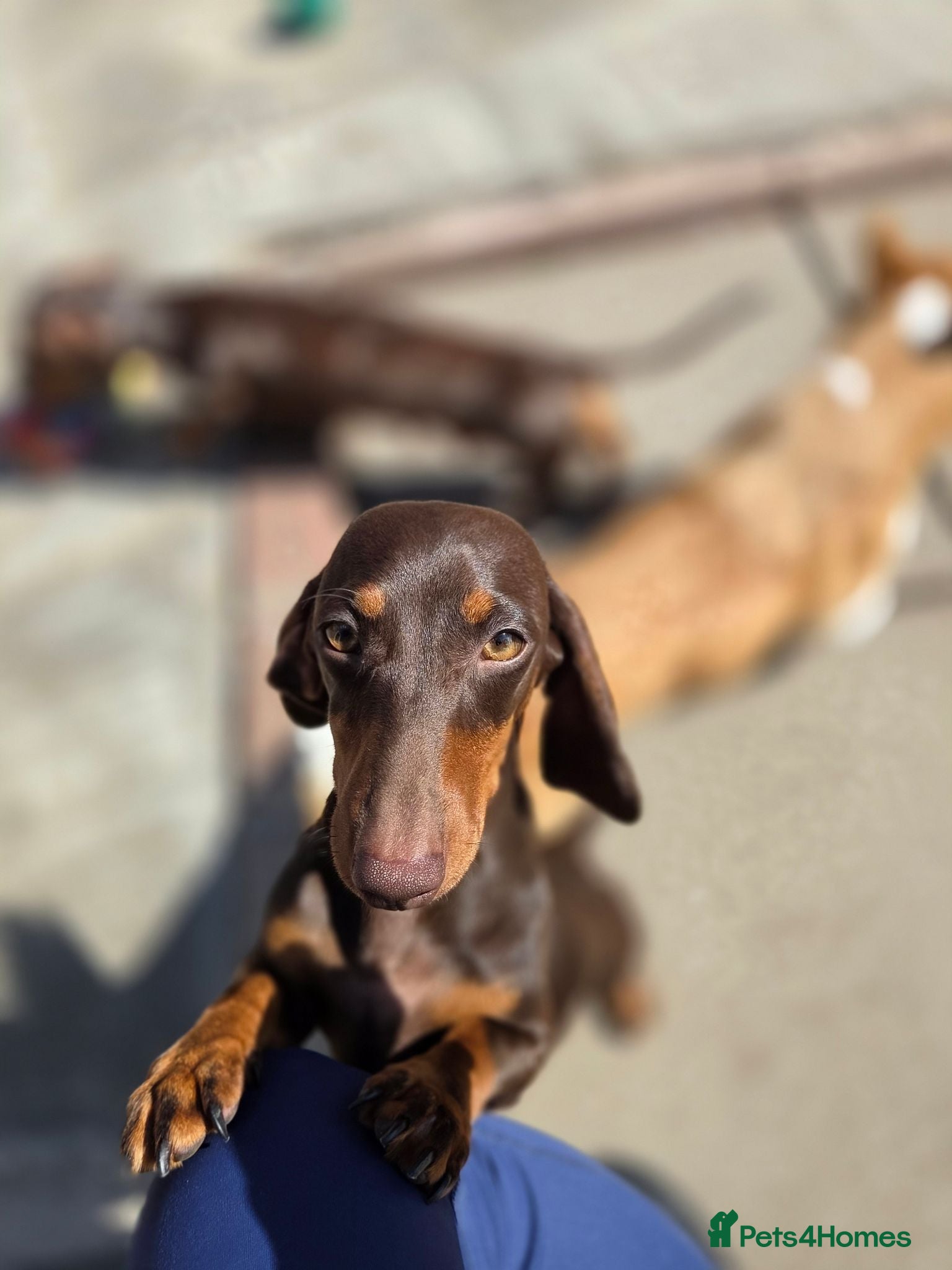 Miniature Dachshund dogs Kc Miniature Dachshund ❤️ - Advert 2